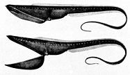 The gulper eel uses its mouth like a net by opening its large mouth and swimming at its prey. It has a luminescent organ at the tip of its tail to attract prey.