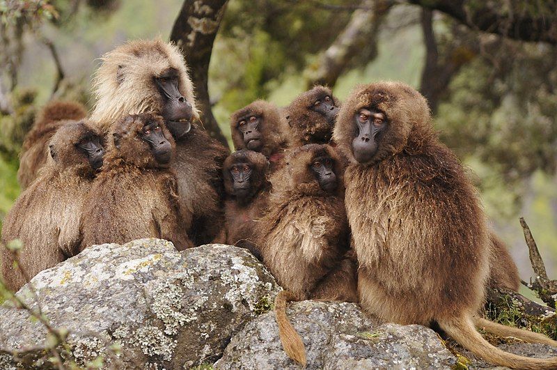 File:Gelada group.jpg