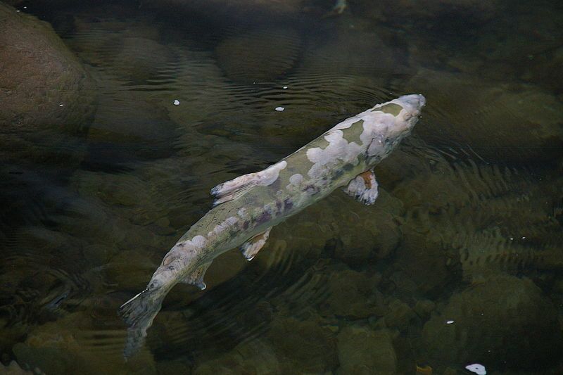 File:Going up salmon.JPG