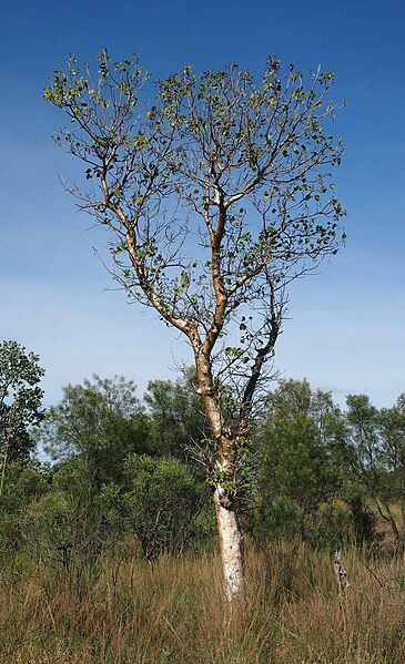 File:Gyrocarpus americanus tree.jpg