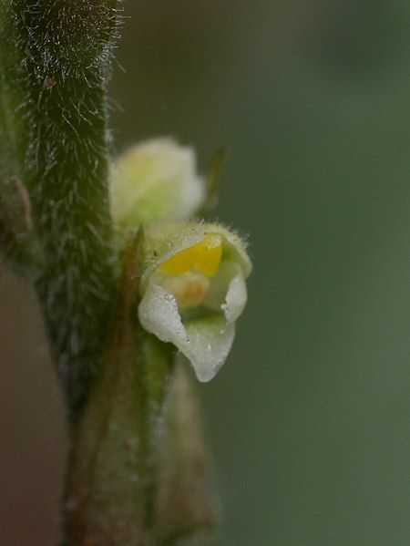 File:Hetaeria oblongifolia 10064695.jpg