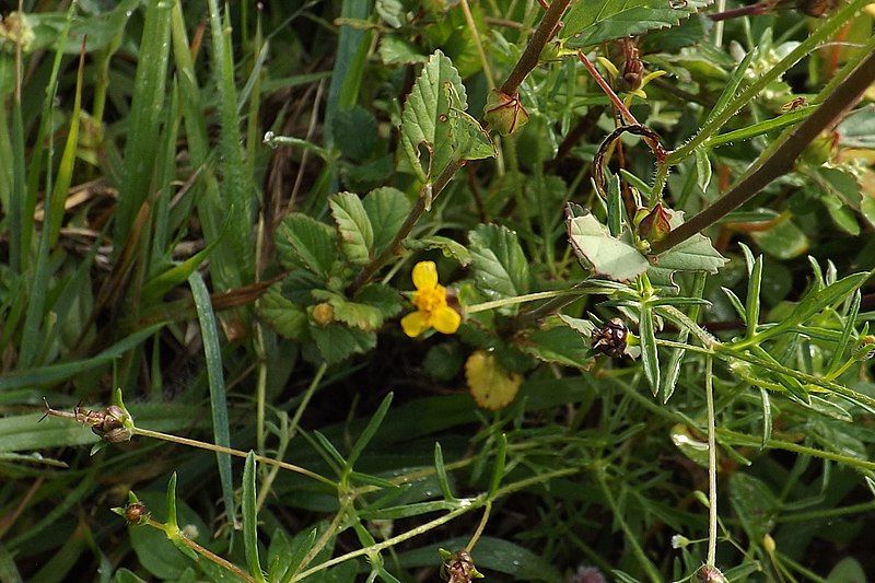 File:Heterosperma pinnatum2.jpg