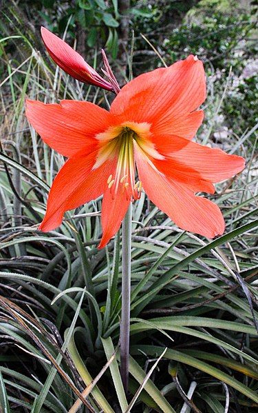 File:Hippeastrum puniceum2255278367.jpg