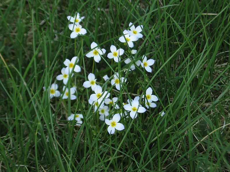 File:Houstonia caerulea 02.jpg