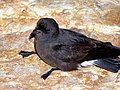 European storm-petrel, Hydrobates pelagicus (A)