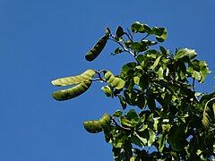 Immature fruit