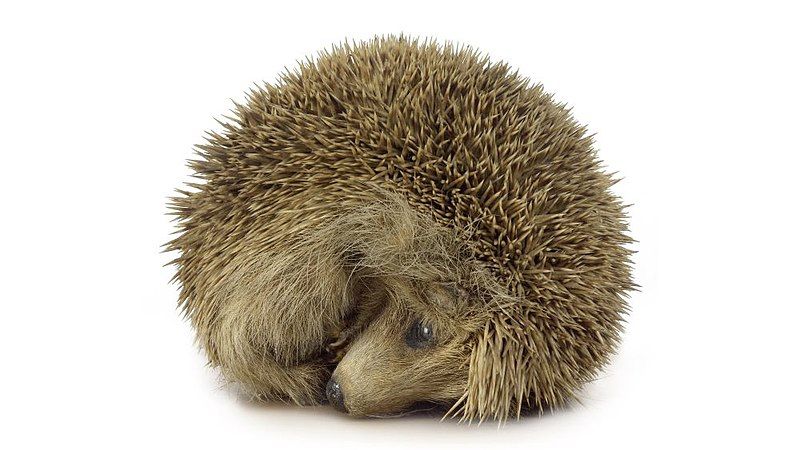 File:Irish hedgehog.jpg