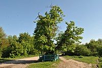 Tilia cordata of Ivan Franko