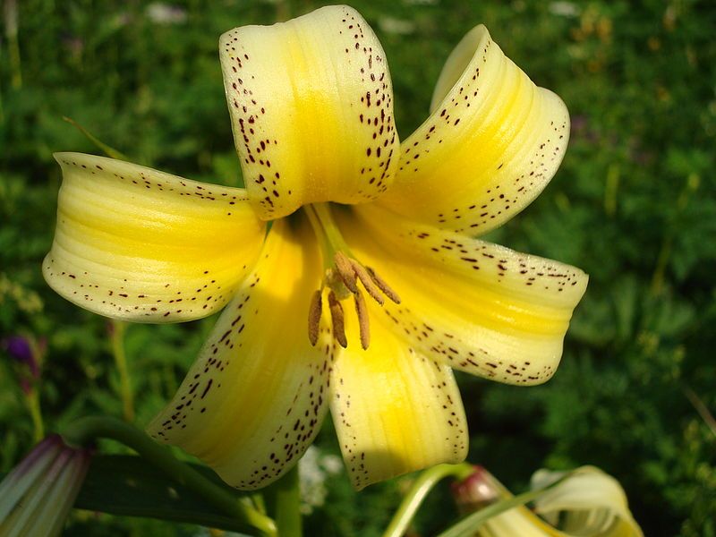 File:Lilium kesselringianum Caucasus.jpg