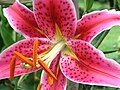 Lilium orientalis or Stargazer Lily