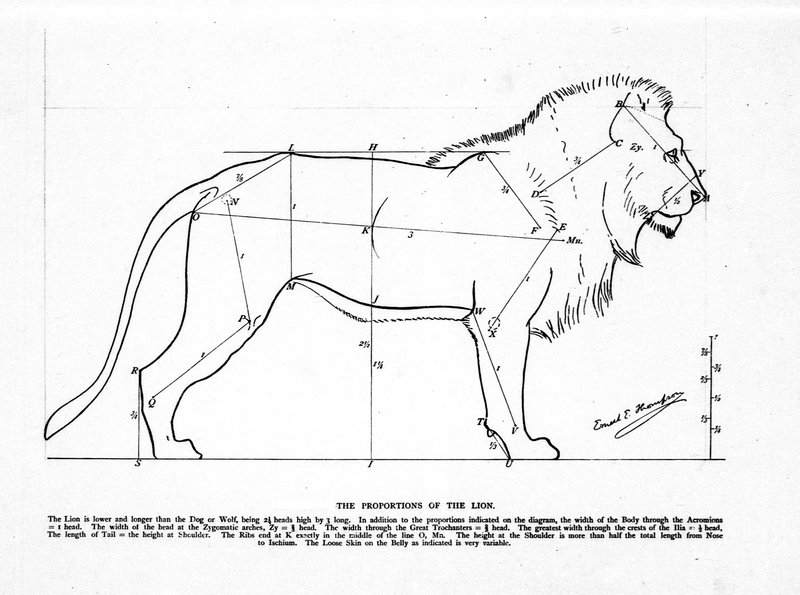 File:Lion shape Seton.png