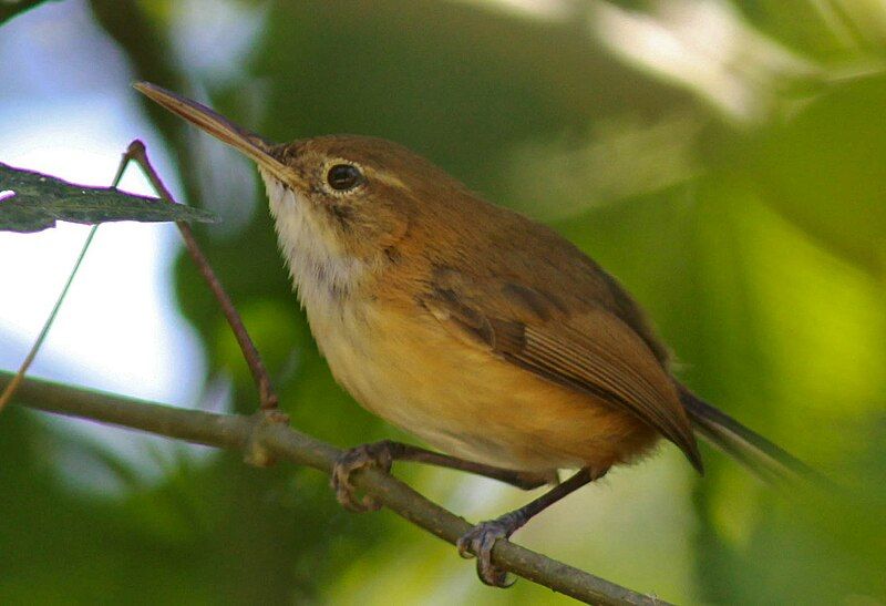 File:Long-billed Gnatwren.jpg