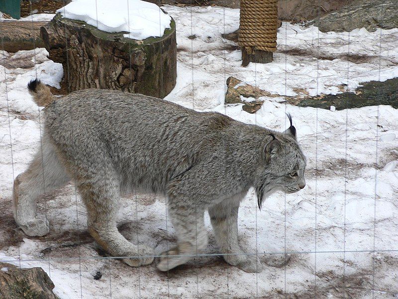 File:MP-lynx canadensis 3.jpg