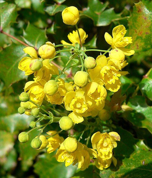 File:Mahonia pinnata 3.jpg