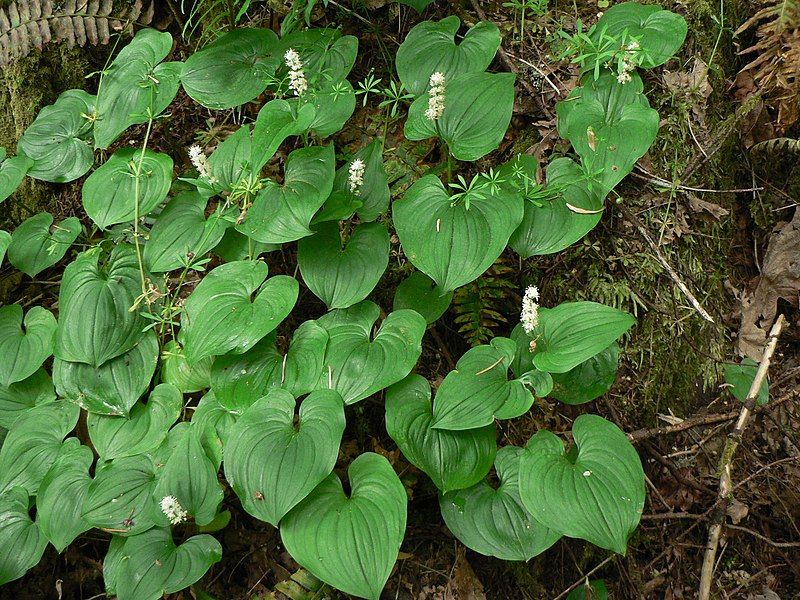 File:Maianthemum dilatatum 11112.JPG