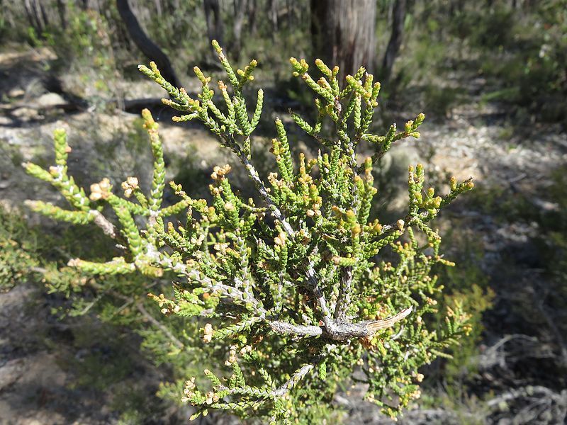 File:Melaleuca micromera.jpg