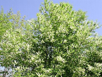 Black cherry (P. serotina) in bloom