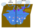 Nonpoint source pollution is caused when precipitation (1) carries pollutants from the ground such as nitrogen (N) and phosphorus (P) pollutants which come from fertilizers used on farm lands (2) or urban areas (3). These nutrients can cause eutrophication (4).