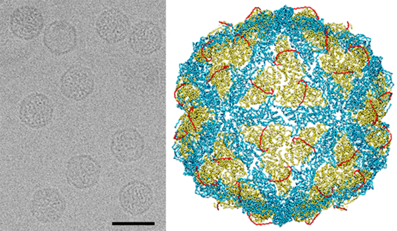 File:ODR.Chryso.Fig1.v1.L.png