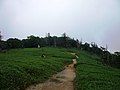 The top of Mount Sanjō