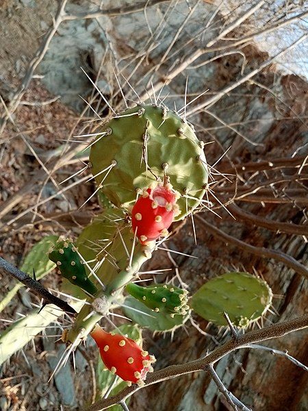 File:Opuntia caracassana 114929396.jpg