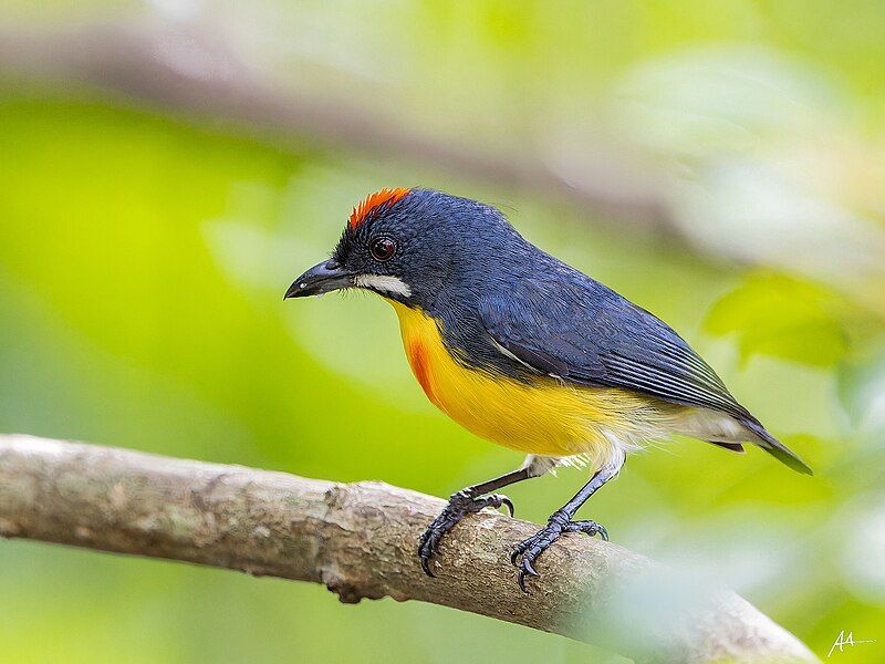 File:Palawan Flowerpecker2.jpg