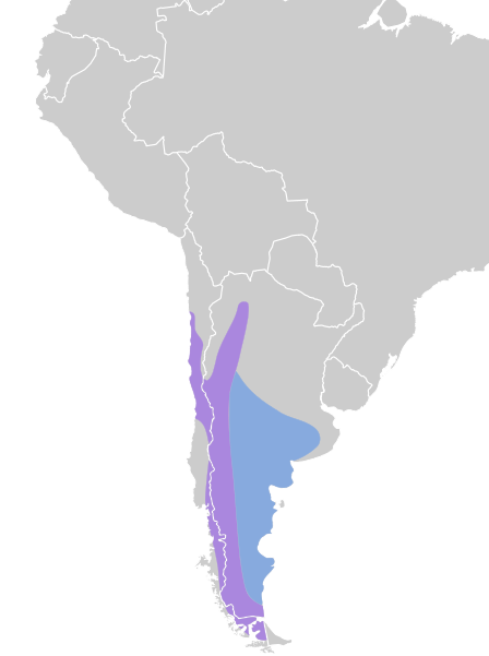 File:Phrygilus gayi map.svg