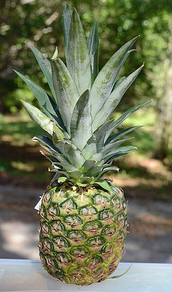 File:Pineapple (organic).jpg