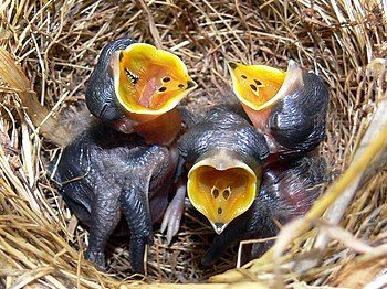 Richard's Pipit chicks