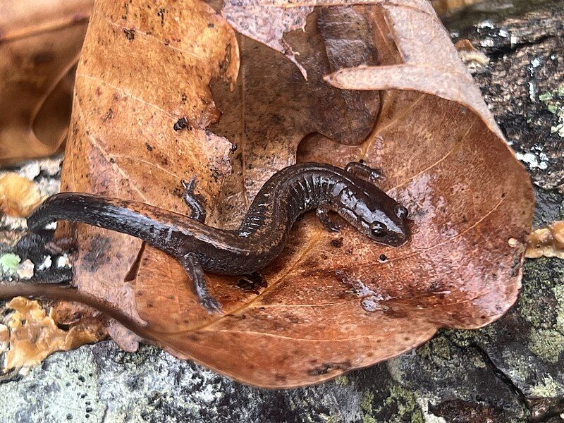 File:Plethodon ventralis 354617767.jpg