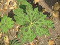 Podophyllum hexandrum leaf