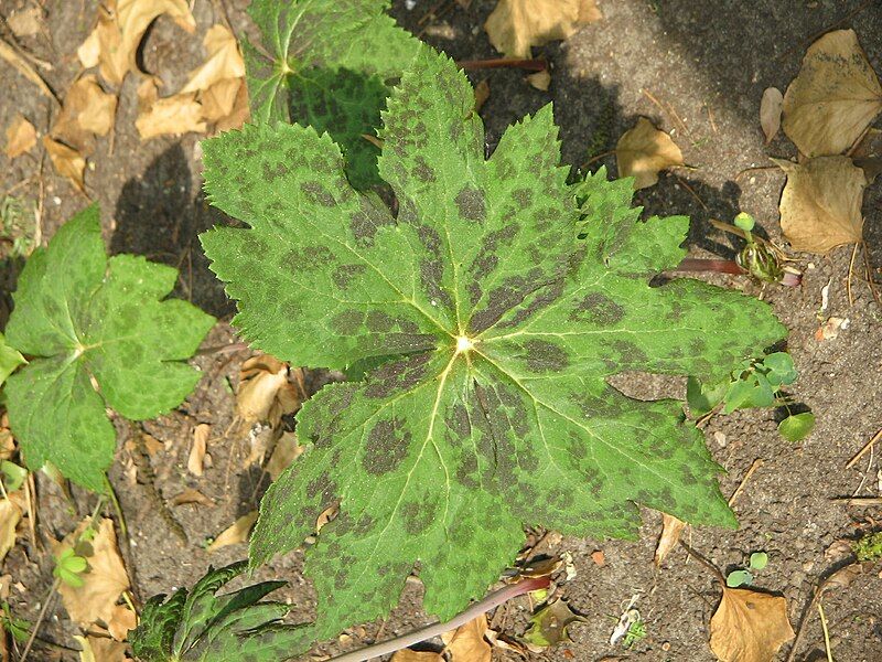 File:Podophyllum hexandrum 04.jpg