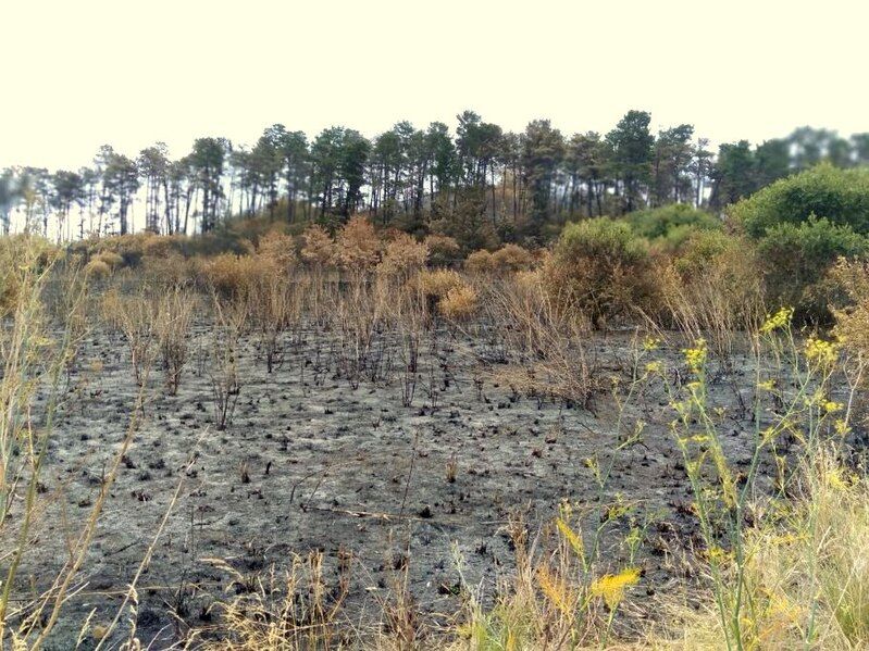 File:Prospect Hill bushfires.jpg