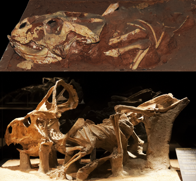 File:Protoceratopsidae Diversity.png