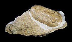 A fossil of the trilobite Pseudoasaphus praecurrens