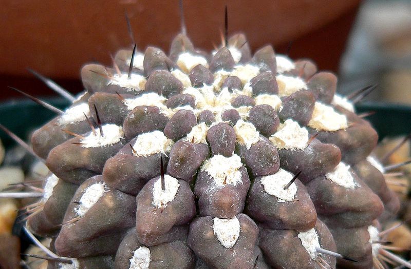 File:Pyrrhocactus chaniarensis 1.jpg