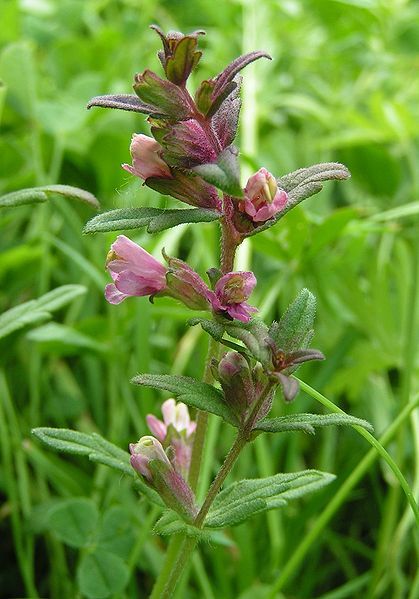 File:Red bartsia 800.jpg