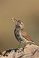 Rock Wren, Cody, WY