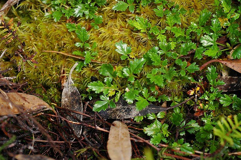 File:Rubus gunnianus group.jpg