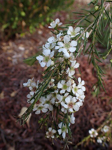 File:Sannantha angusta flowers.jpg