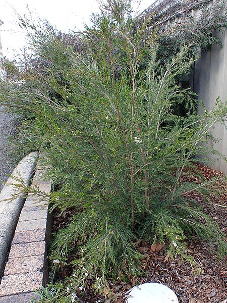 File:Sannantha angusta habit.jpg