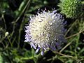 Scabiosa or Knautia?