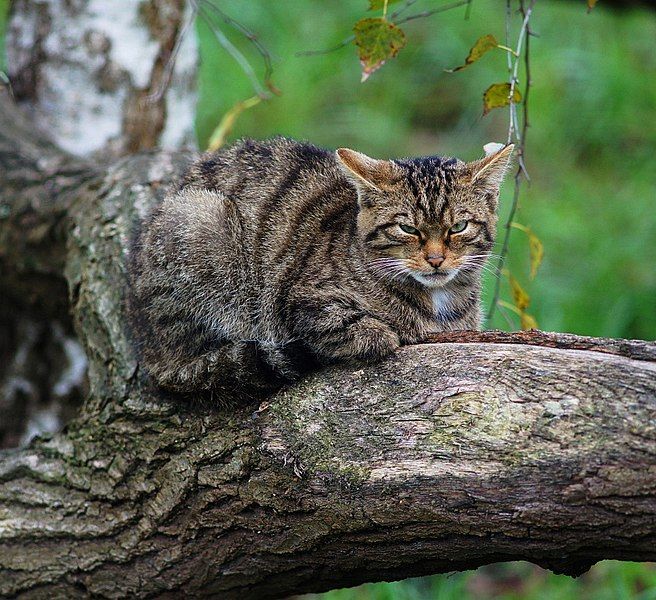 File:Scottish Wildcat (5140312697).jpg