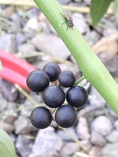 File:Solanum nigrum berries.jpg