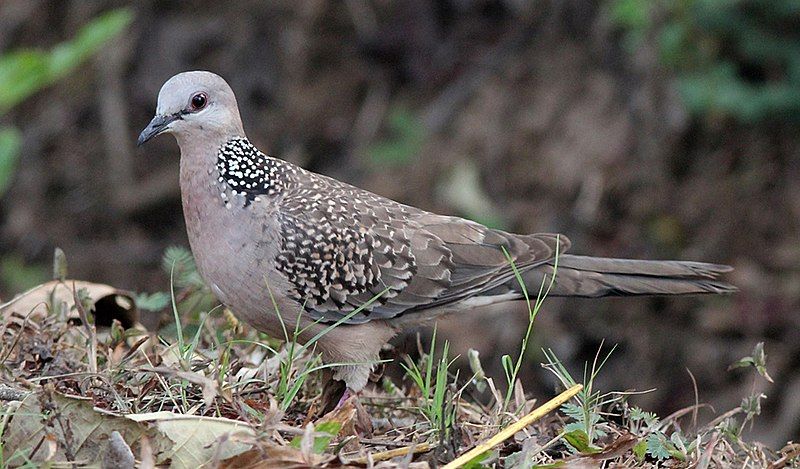 File:Spotted Dove.jpg