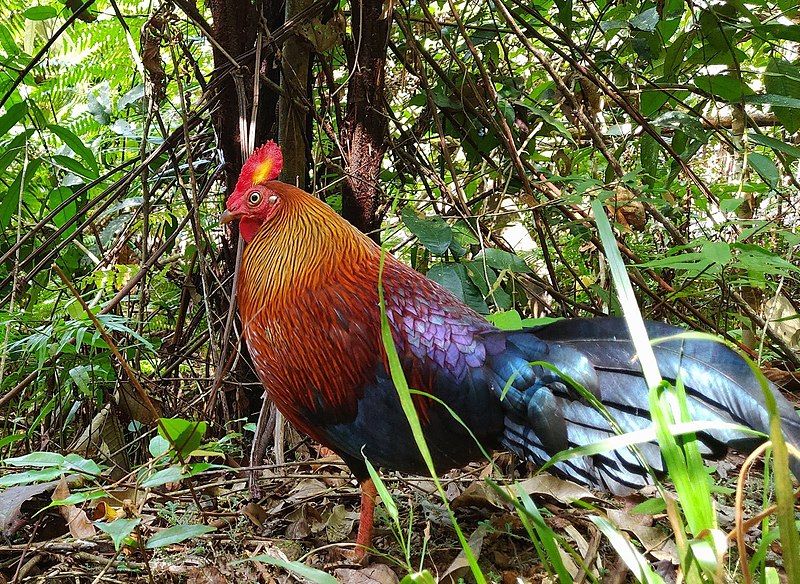 File:Sri lankan Junglefowl.jpg