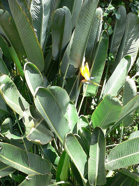 File:Strelitzia reginae2.jpg