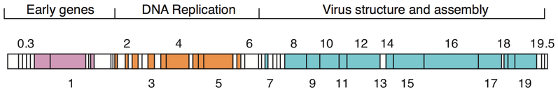 File:T7 phage genome.png