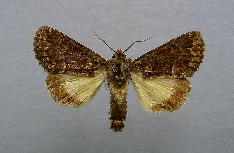 File:Thalpophila matura.jpg