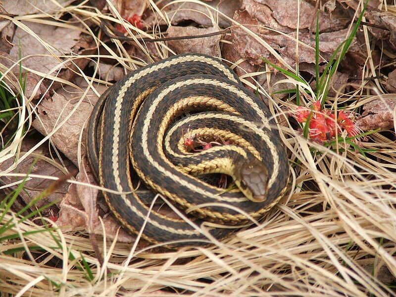 File:Thamnophis butleri.jpg